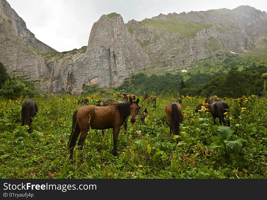 On a meadow, against mountains horses are grazed