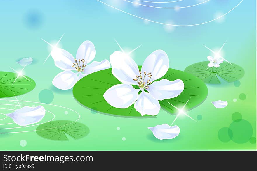 White lotus blooming with green leaves in the pond