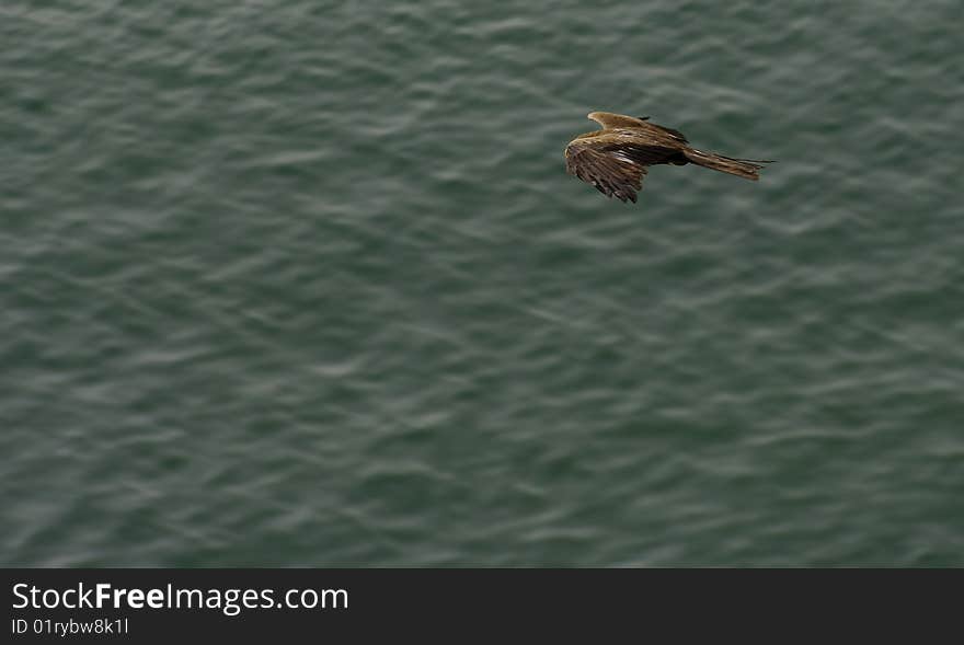 Kite Bird Flying Over The Ocean