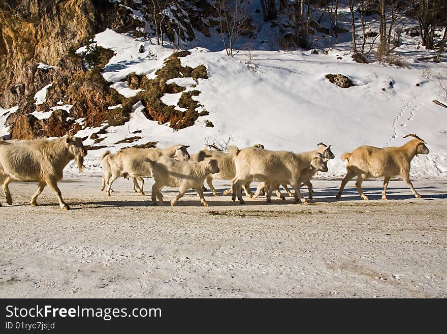 Herd of goats