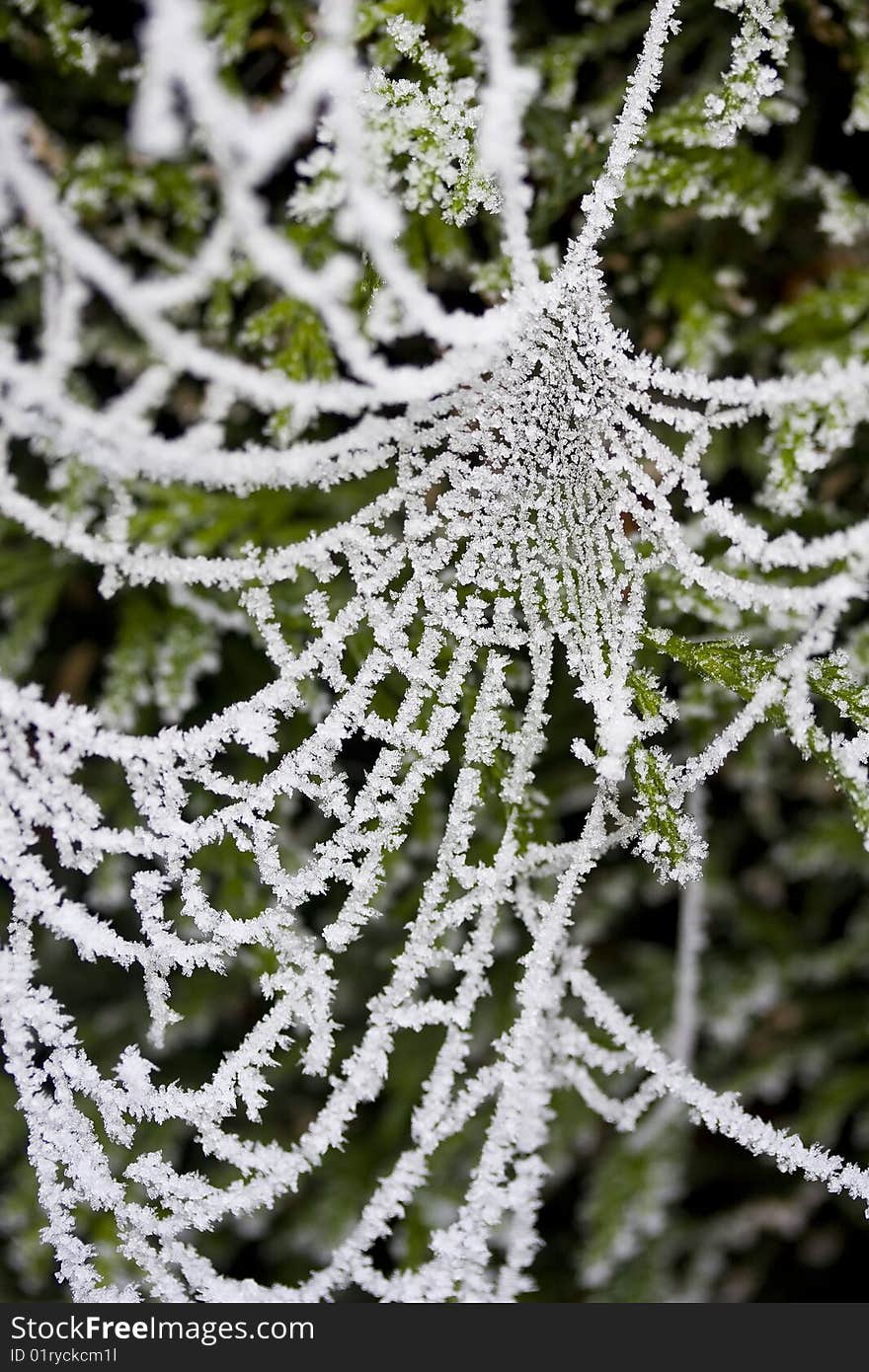 Frozen spiderweb