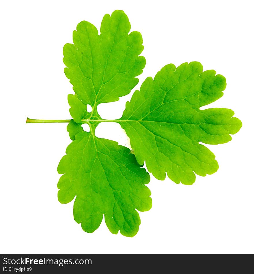 An image of a green leaf isolated