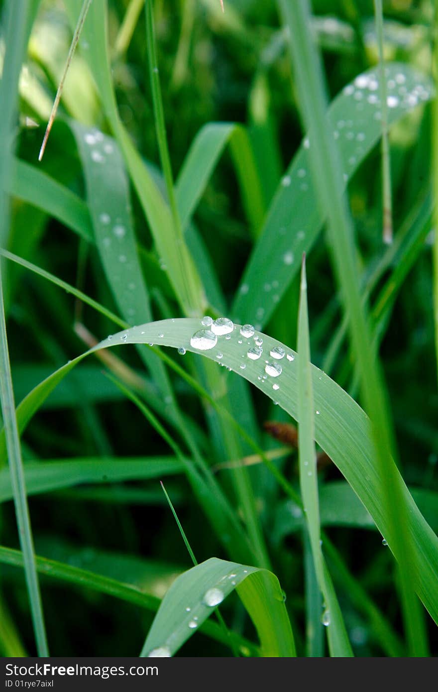 An image of green grass covered with dew