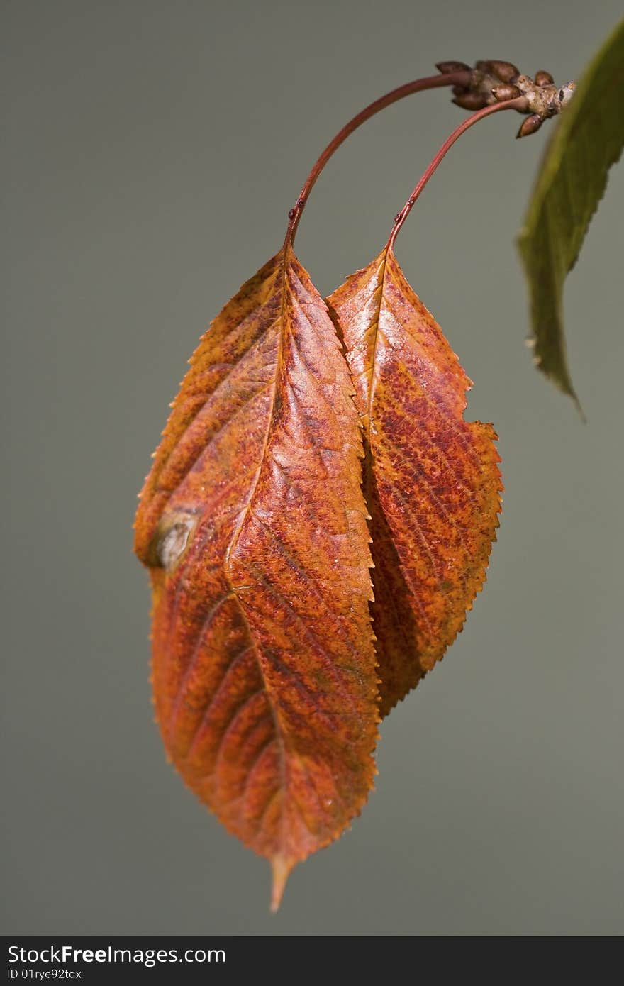 Brown Leaf