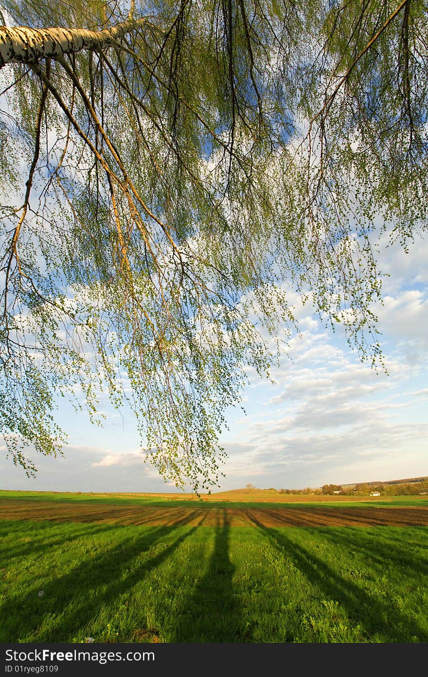 Tree branches on the background of green crops and cloudy sky