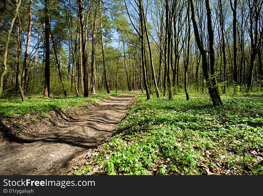 Narrow woodland road amongst the green trees