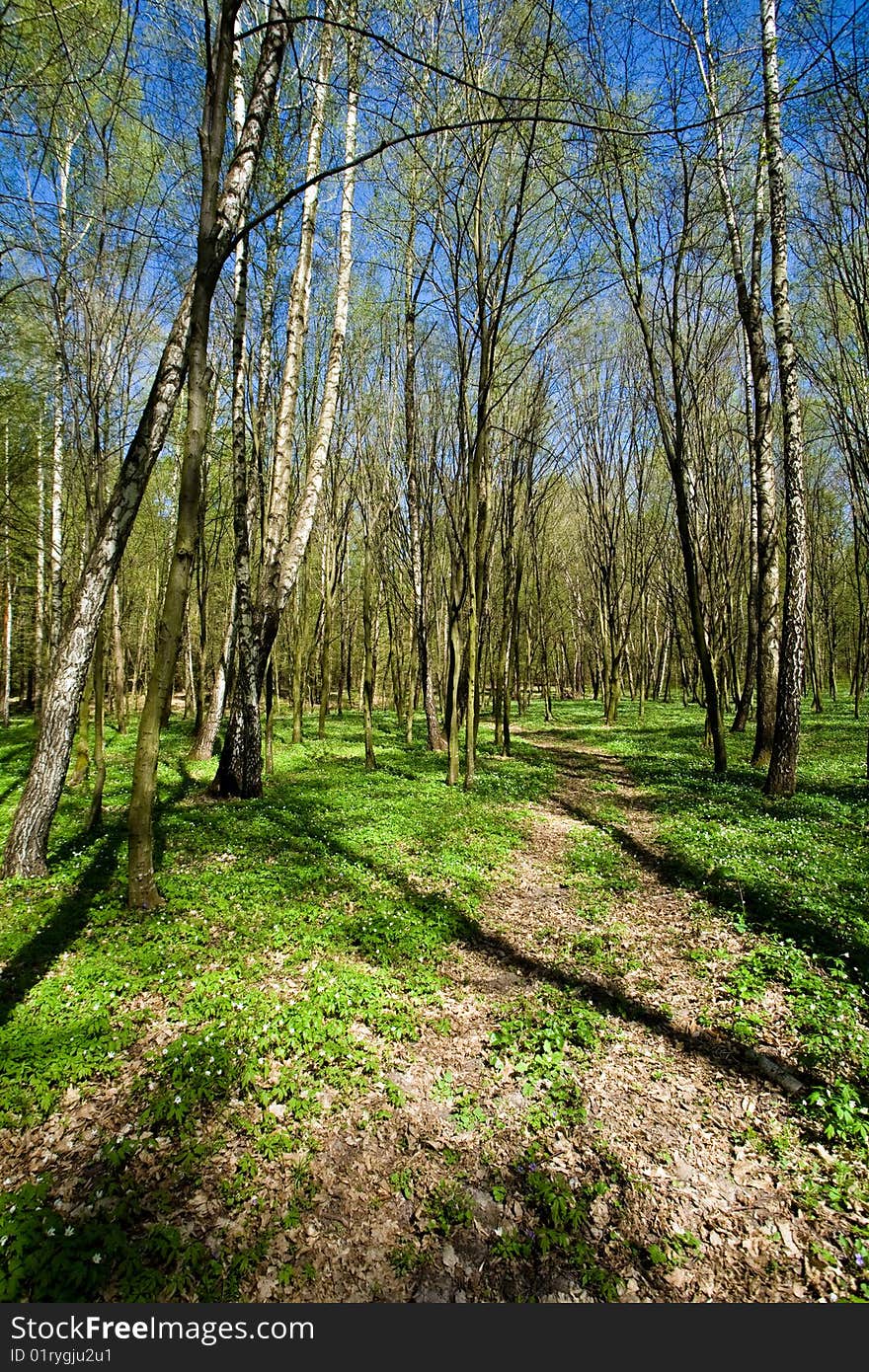 Narrow woodland road amongst the green trees