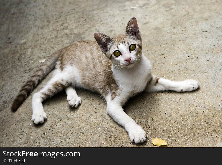 Yellow-green eyes young kitten starring at the camera. Yellow-green eyes young kitten starring at the camera