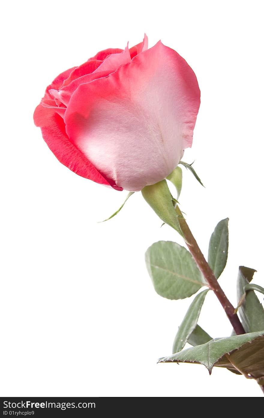 Red rose, isolated on white