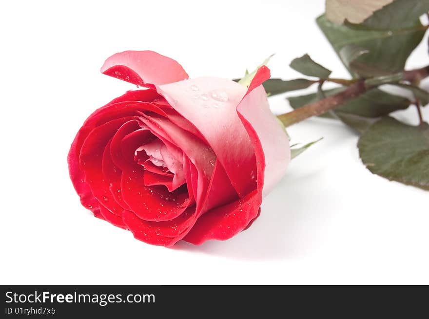 Red dropped rose, isolated on white. Red dropped rose, isolated on white