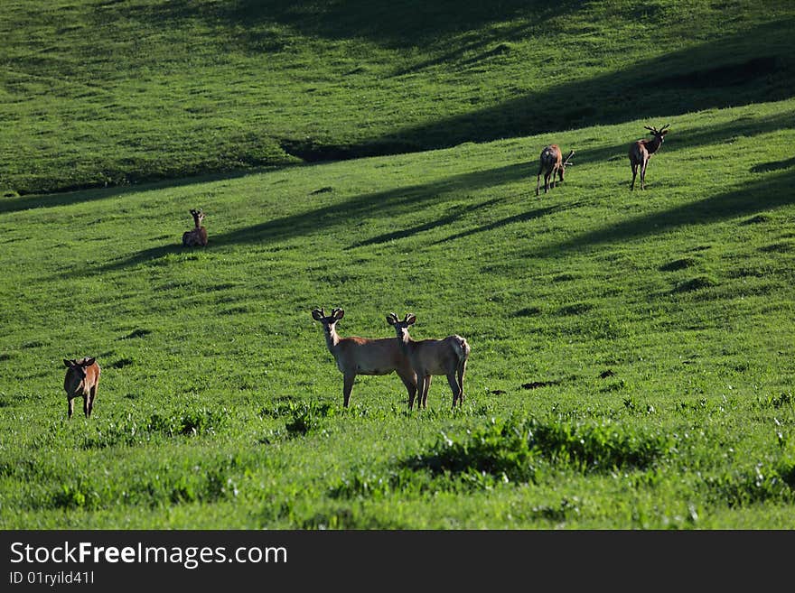 Wild marals on green mountains