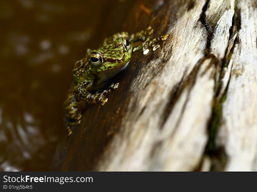 Leopard Frog