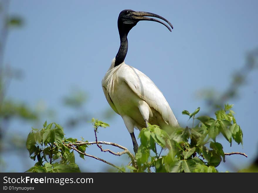 Great siberian crane sitting on the branch of the tree