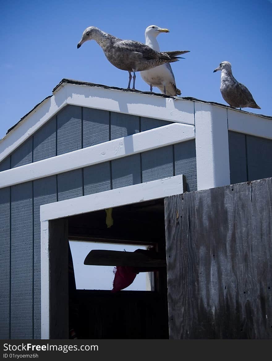 Beach Shack and Seagulls