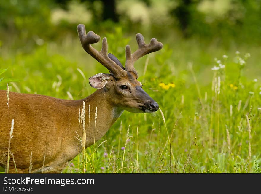 Whitetail buck in velvet located in field. Whitetail buck in velvet located in field