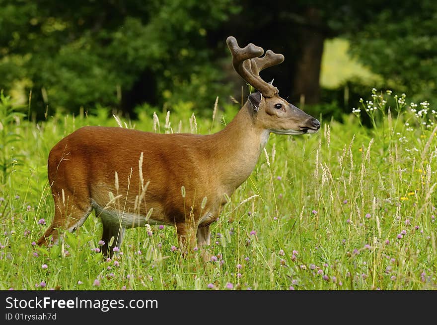 Whitetail buck in velvet located in field. Whitetail buck in velvet located in field