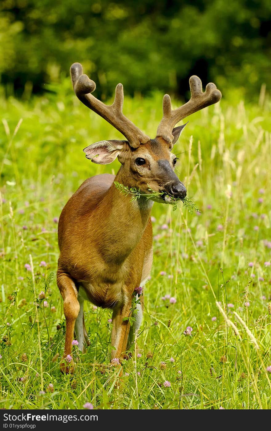 Whitetail buck in velvet feeding in field. Whitetail buck in velvet feeding in field