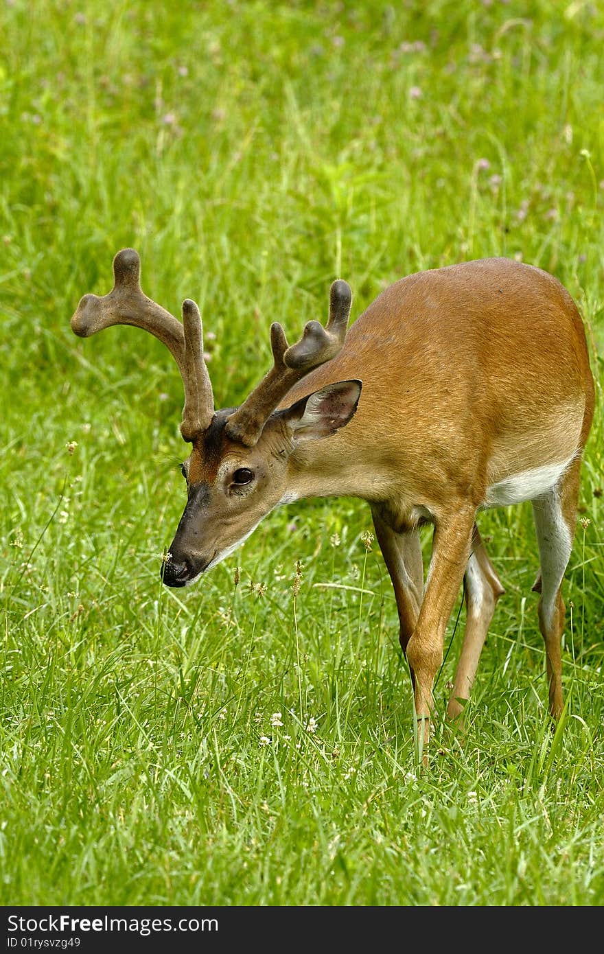 Horns in velvet