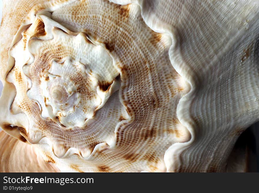 Seashell on a white background, nacre, nacreshell