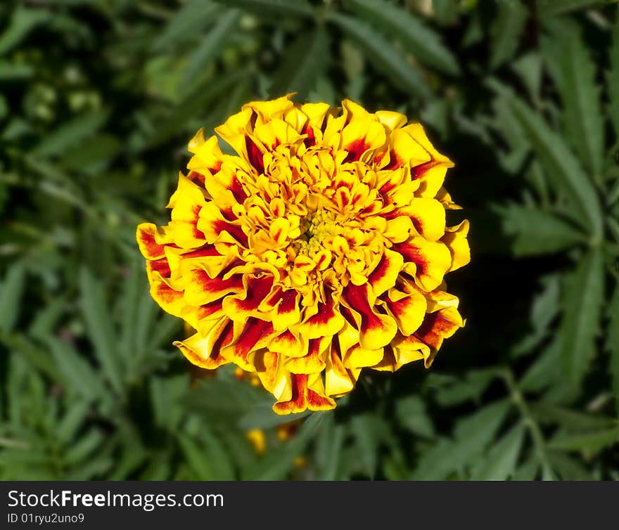 Stock photo yellow flower lonely