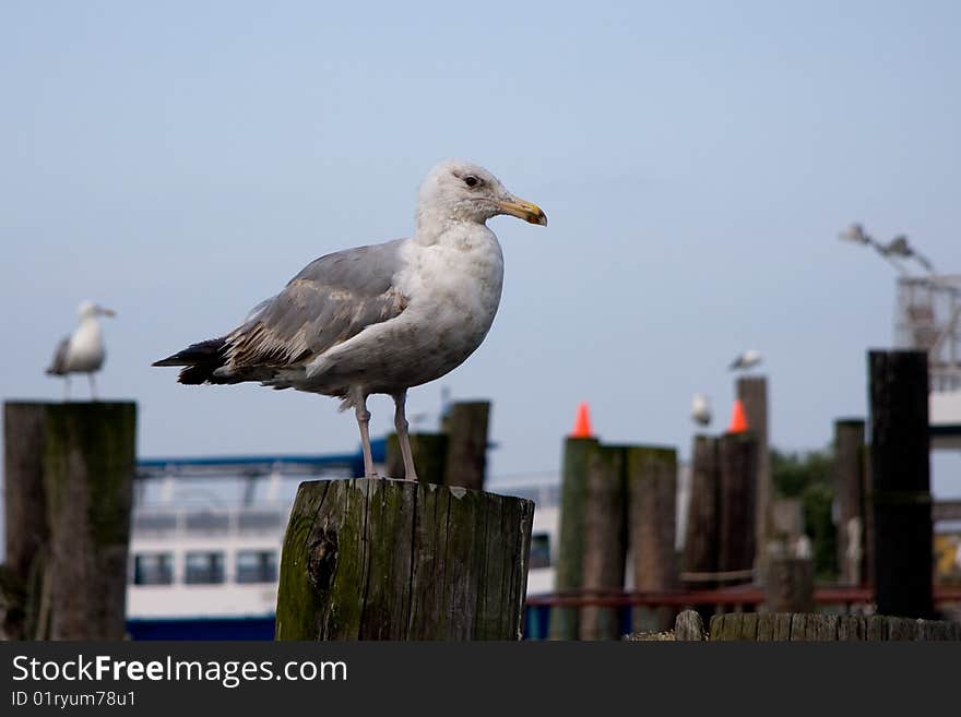 Perched