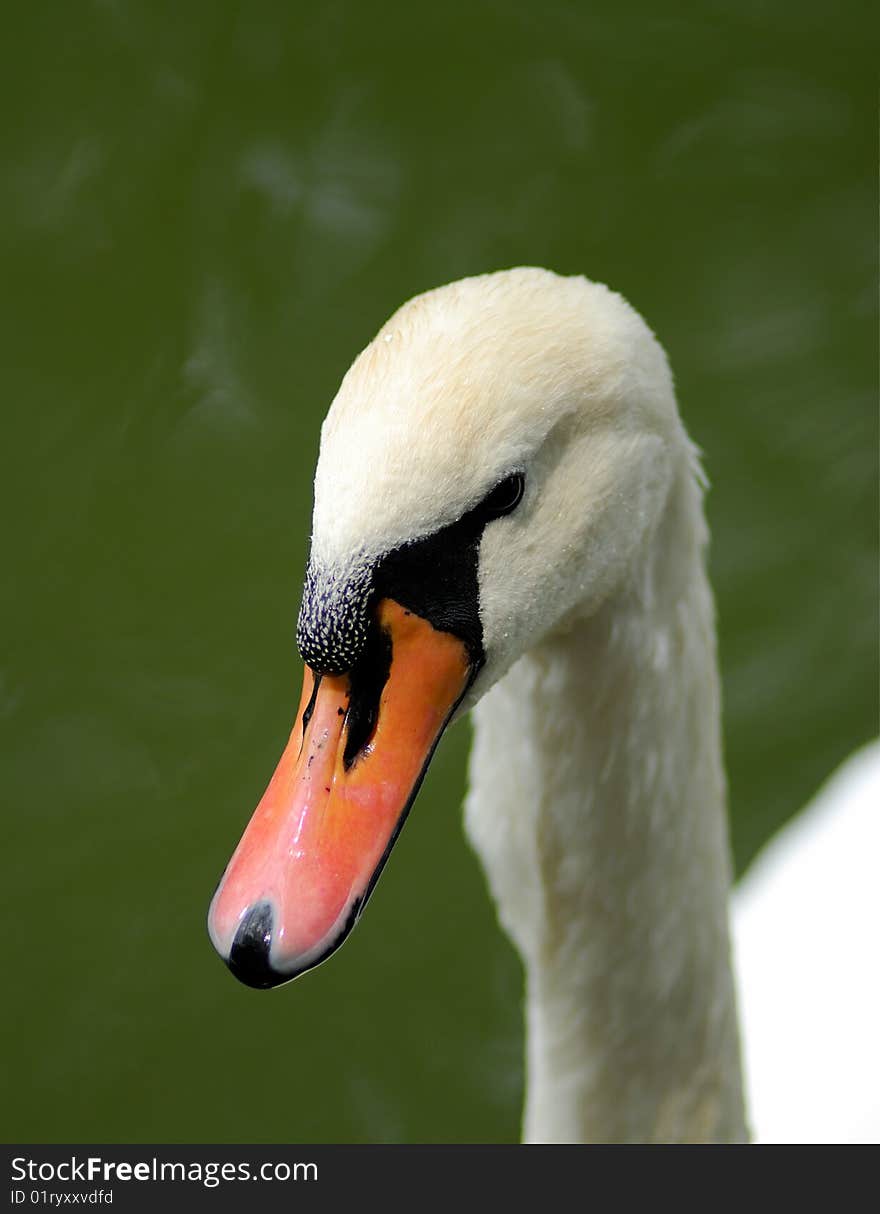 White swan on  pond in  sunny day, in park