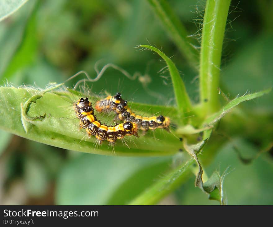 Caterpillar on a tree, eating a leaf.