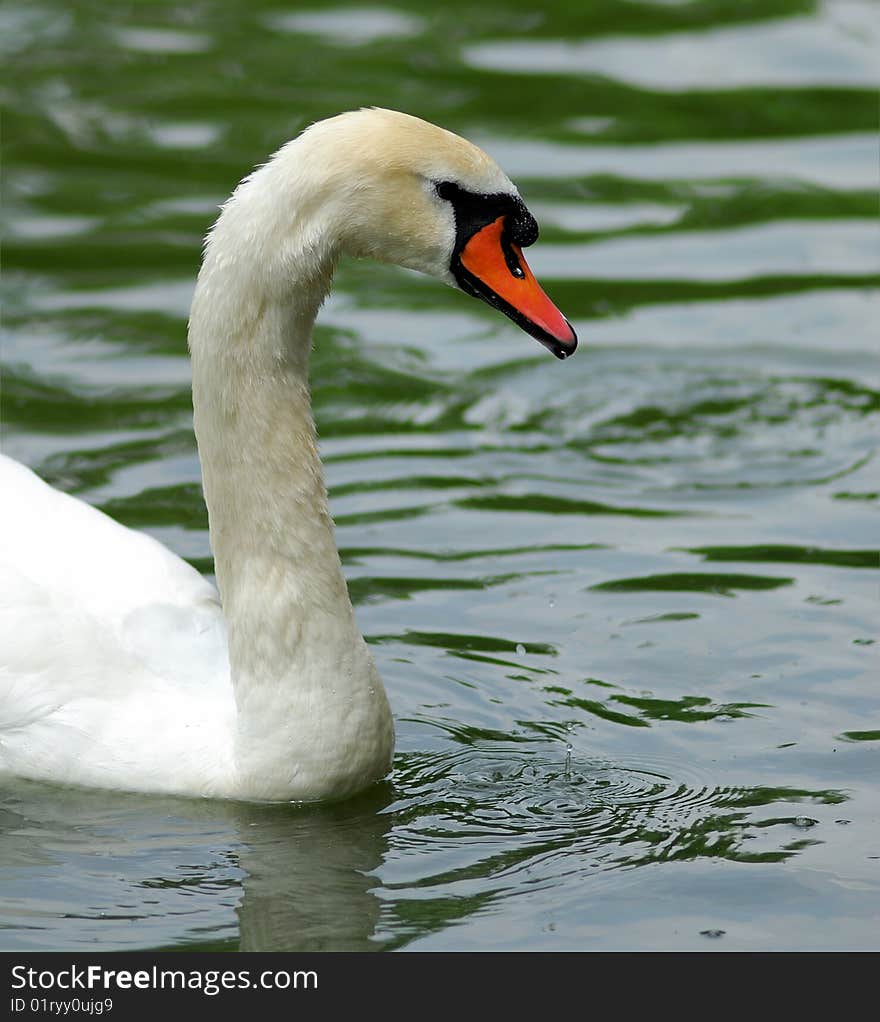 White swan on  pond in  sunny day, in park