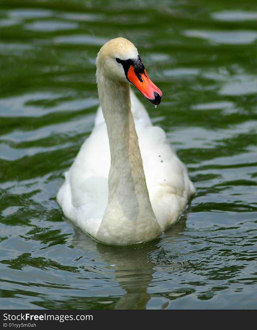 White swan on  pond in  sunny day, in park