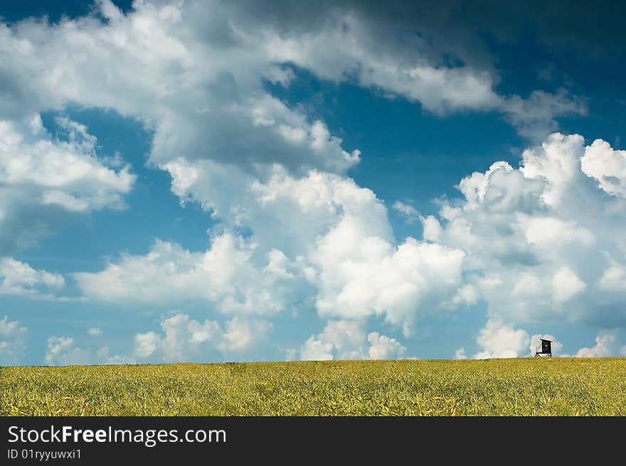 Colza field with blu sky