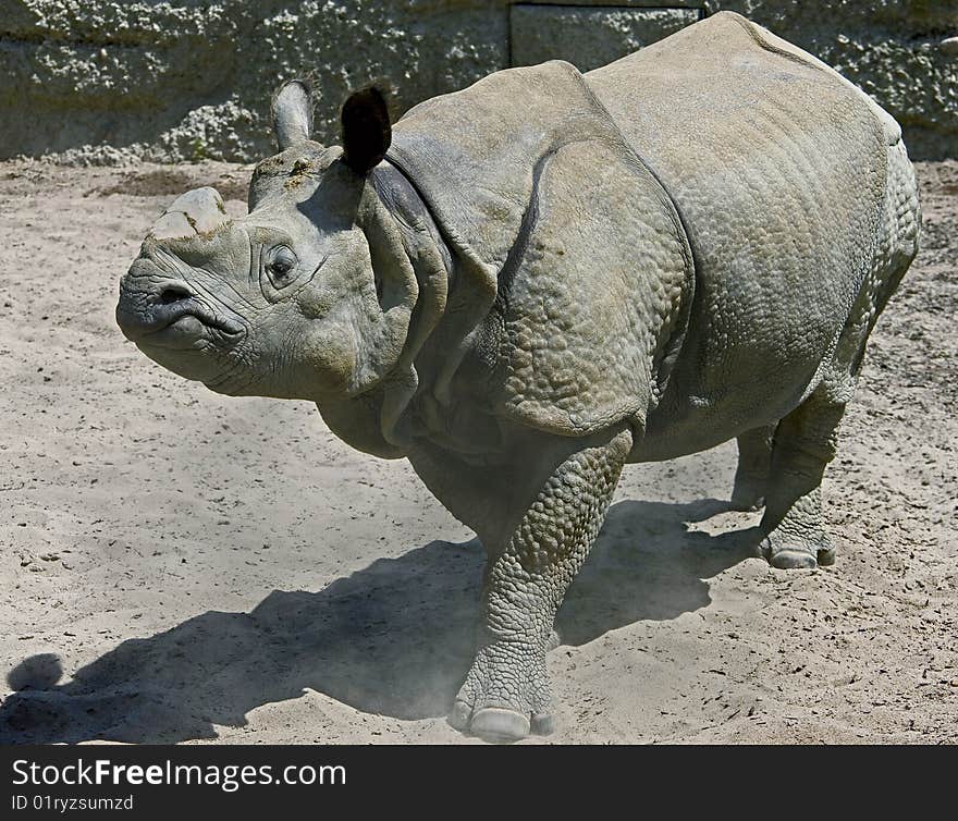 Great indian rhinoceros. Latin name - Rhinoceros unicornis. Great indian rhinoceros. Latin name - Rhinoceros unicornis