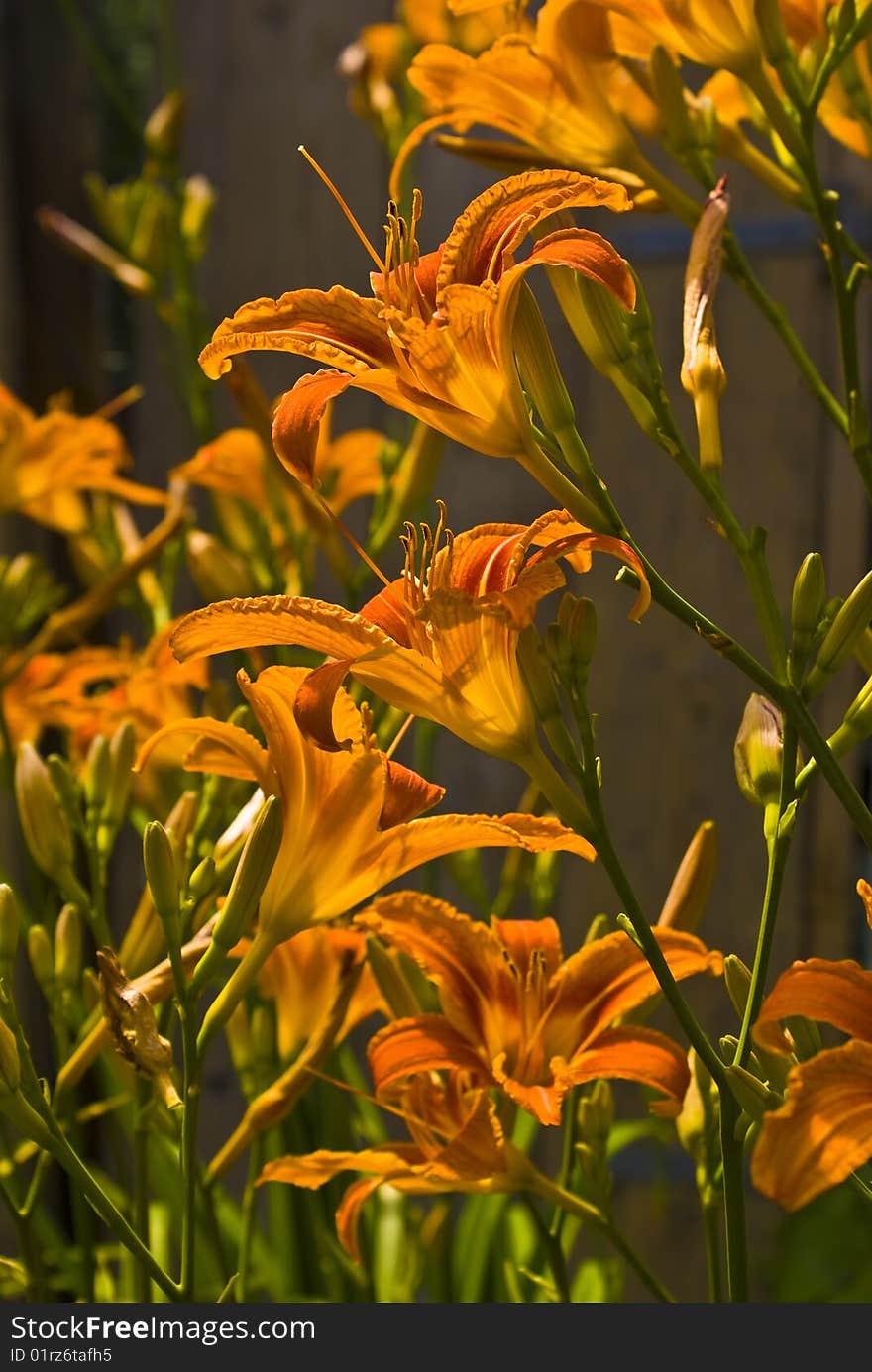 Orange  Lily