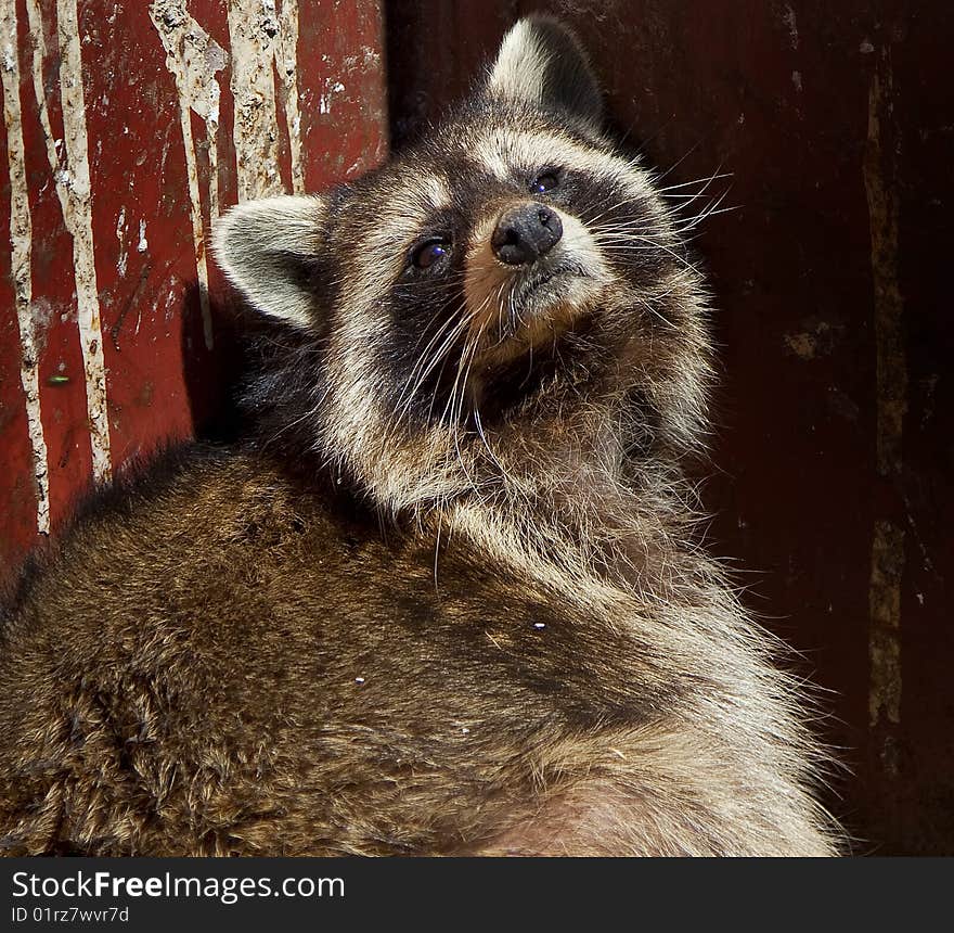 Racoon in the Dumpster