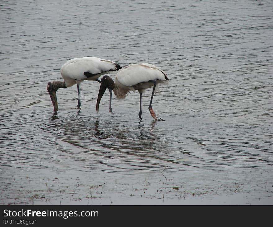 Canaveral Storks