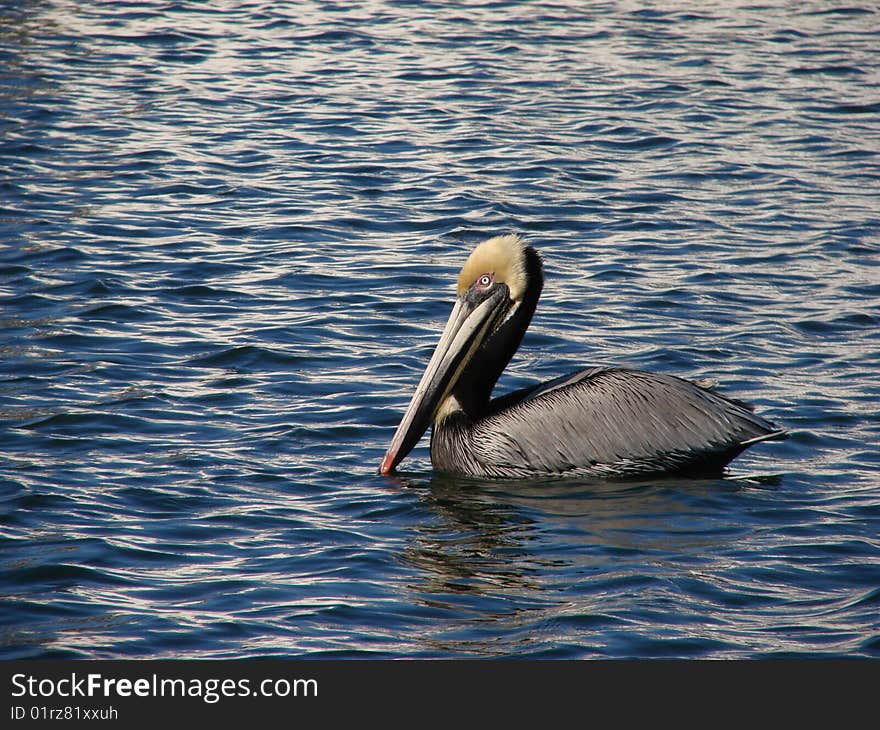 Pelican In Tarpon Springs