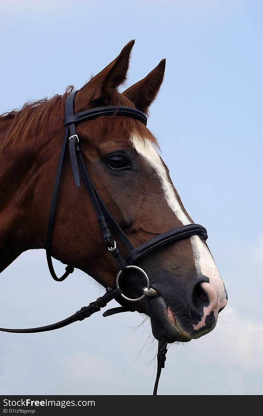 Closeup of horse head with halter opposite blue sky