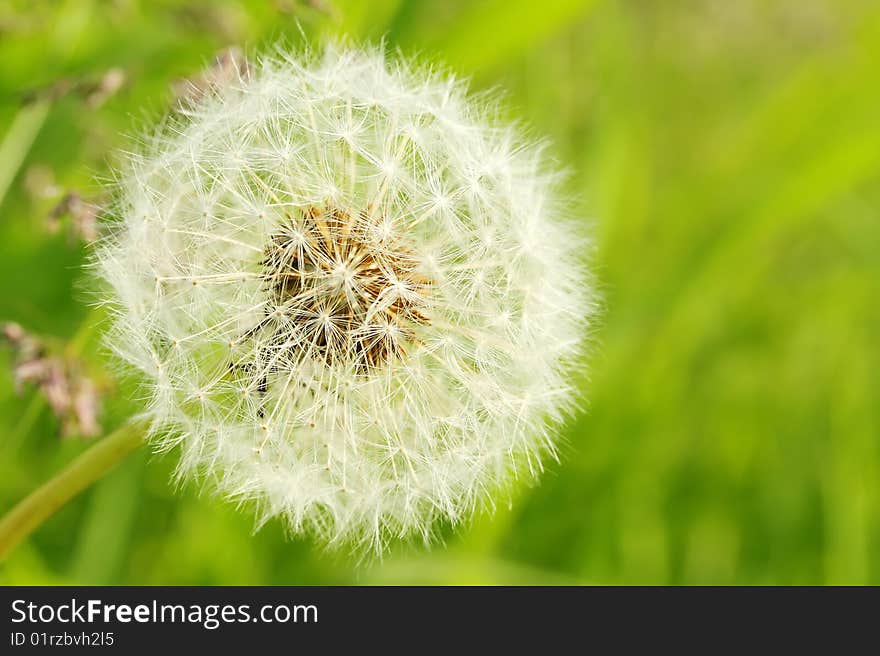 Fluffy dandelion on the green background