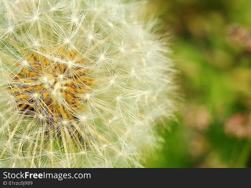 Dandelion on the green background. Dandelion on the green background