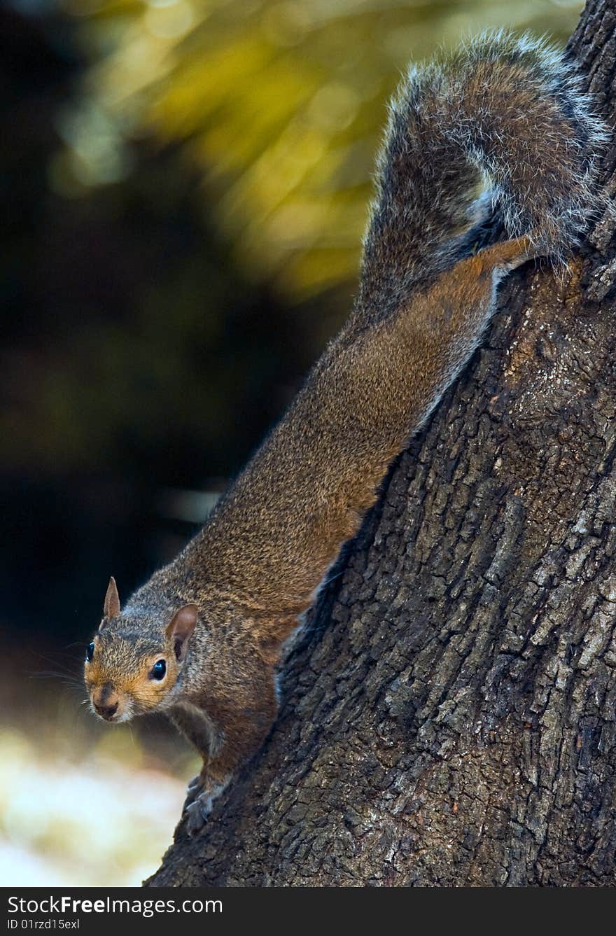 Diagonal shot of a squirrel on a tree trunk