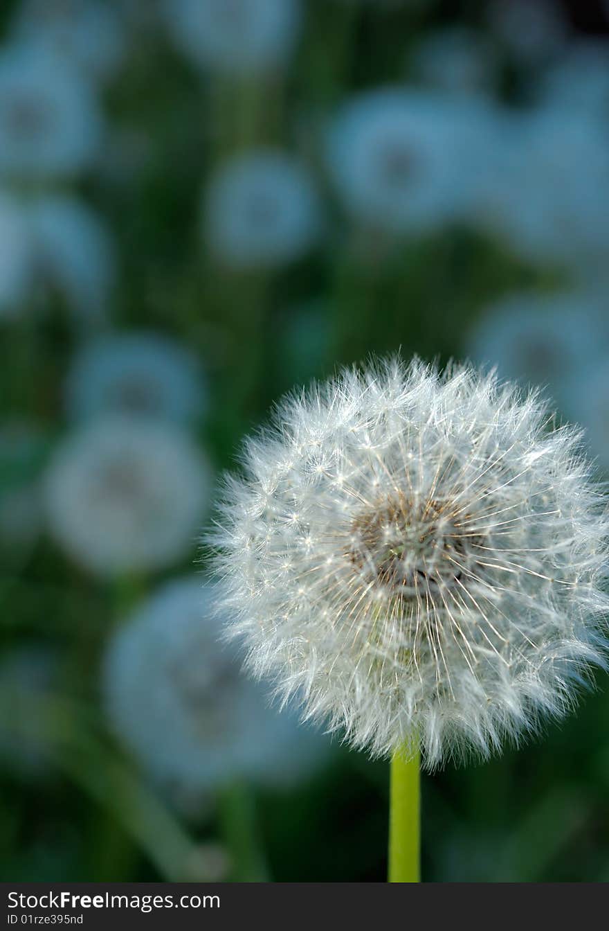 Flower in beams of hidden sun, background in a deep shade. Flower in beams of hidden sun, background in a deep shade.