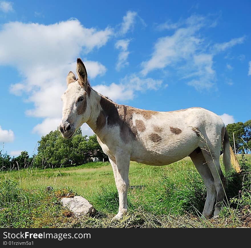 Donkey standing still on the field