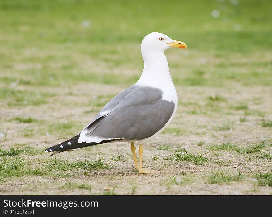 Seagull photo