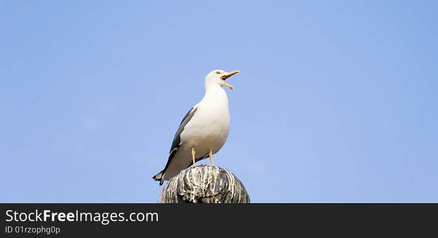 Seagull