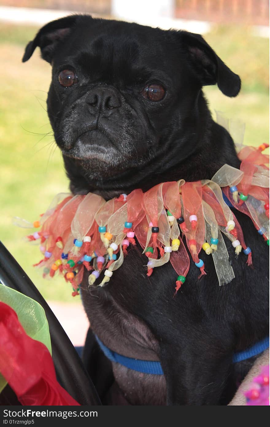 Princess pugs and a petite chihuahua on parade for the Fourth of July. Princess pugs and a petite chihuahua on parade for the Fourth of July