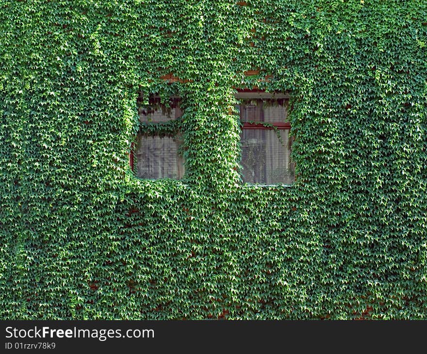 Windows on a wall covered with grapes vine. Windows on a wall covered with grapes vine.