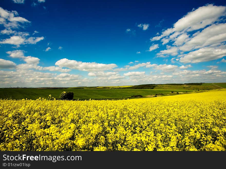 Beautiful field