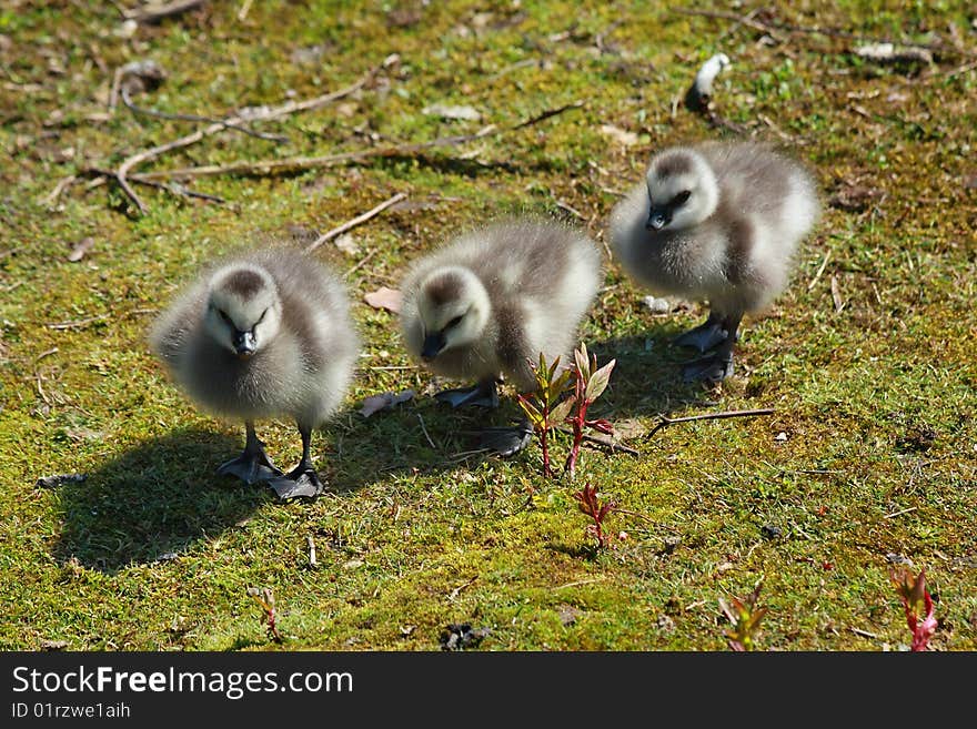 Three goslings