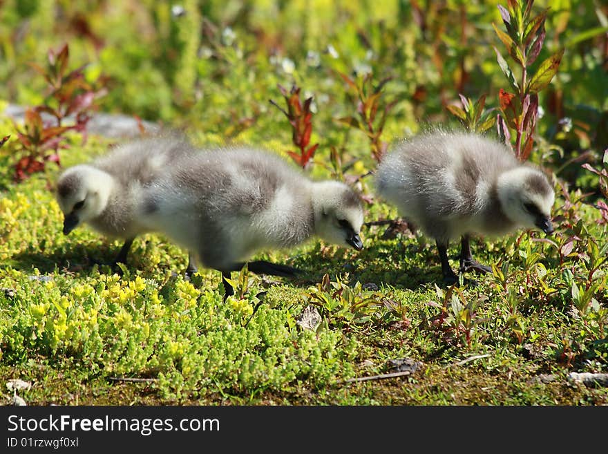 Fluffy goslings