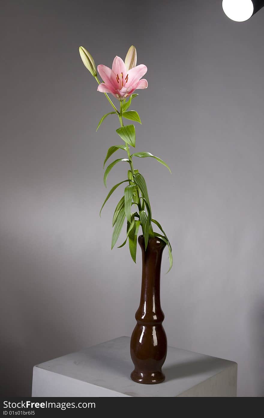 Pink lily studio shot in vase