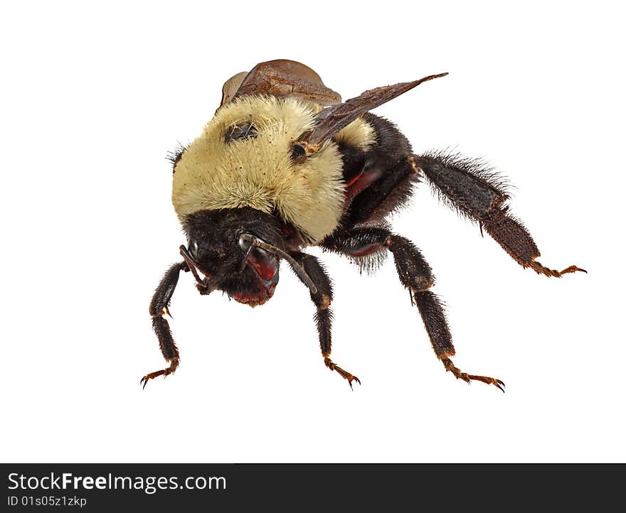 Common eastern bumble bee (Bombus impatiens) isolated on white